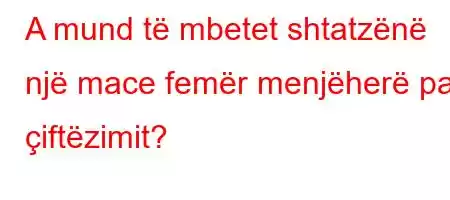 A mund të mbetet shtatzënë një mace femër menjëherë pas çiftëzimit?