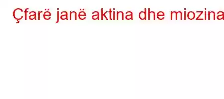 Çfarë janë aktina dhe miozina