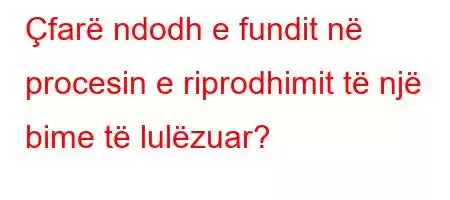 Çfarë ndodh e fundit në procesin e riprodhimit të një bime të lulëzuar