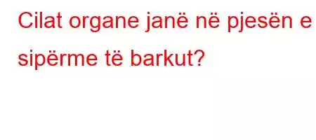 Cilat organe janë në pjesën e sipërme të barkut?