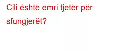 Cili është emri tjetër për sfungjerët?