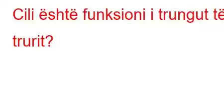 Cili është funksioni i trungut të trurit?