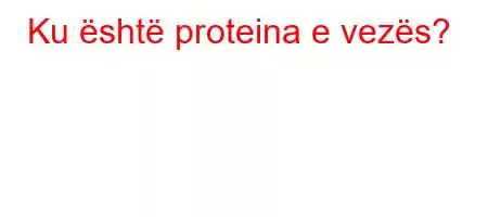 Ku është proteina e vezës?