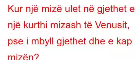 Kur një mizë ulet në gjethet e një kurthi mizash të Venusit, pse i mbyll gjethet dhe e kap mizën?