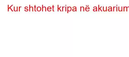 Kur shtohet kripa në akuarium?