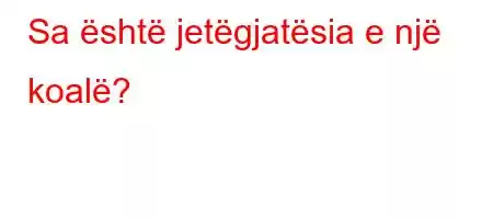 Sa është jetëgjatësia e një koalë?