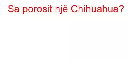 Sa porosit një Chihuahua?