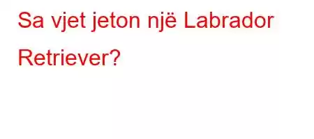 Sa vjet jeton një Labrador Retriever?