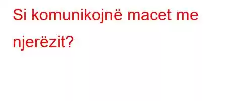 Si komunikojnë macet me njerëzit?