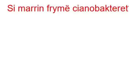 Si marrin frymë cianobakteret?