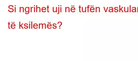 Si ngrihet uji në tufën vaskulare të ksilemës?