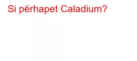 Si përhapet Caladium?