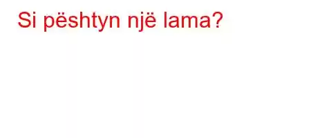 Si pështyn një lama?