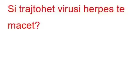 Si trajtohet virusi herpes te macet